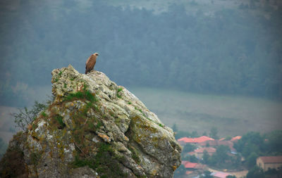 Bird perching on rock