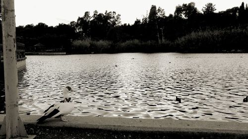 Birds in lake against sky