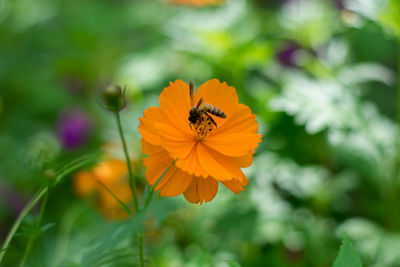 Close-up of bee on flower