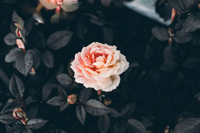 Close-up of pink rose