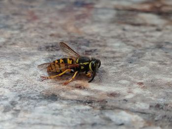 High angle view of bee