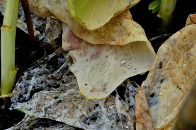 Close-up of plant growing outdoors