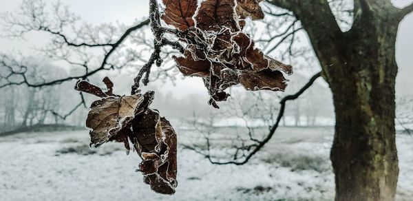 Close-up of dry leaves on tree during winter