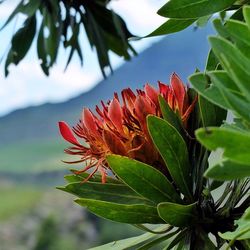 Close-up of red flowers on plant