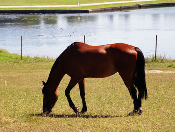 Horse grazing in the field