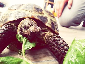 Close-up of turtle on ground