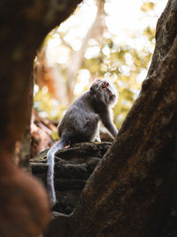 Monkey sitting on tree trunk