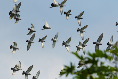 Low angle view of birds flying in the sky