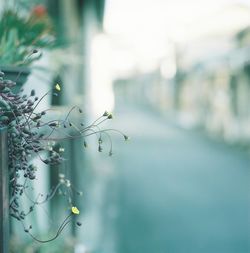 Close-up of plant against blurred background