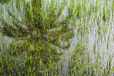 Full frame shot of plants growing in lake