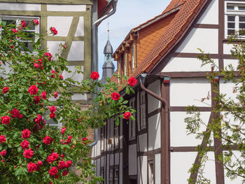 Low angle view of flowering plants by building