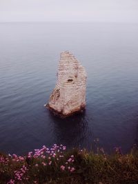 High angle view of flowering plant by sea against sky