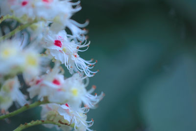 Close-up of white flowers on branch