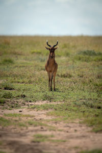 Coke hartebeest stands facing camera on savannah