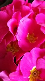 Close-up of pink flowers