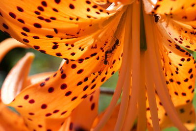 Close-up of tiger lily