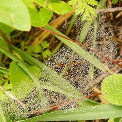 Close-up of plant