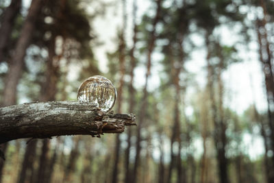 Close-up of tree trunk in forest