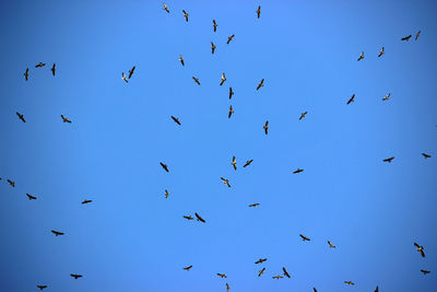 Low angle view of birds flying against clear sky