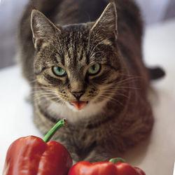 Close-up of a cat