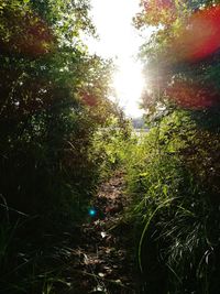 Sun shining through trees