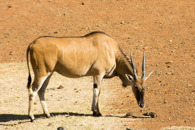 View of horse on field