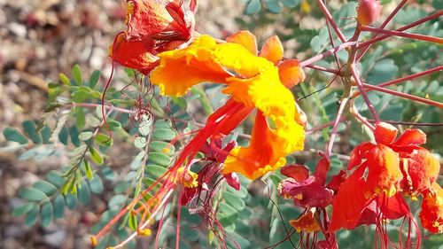 Close-up of orange flowers on tree