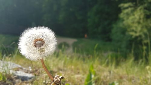 Close-up of dandelion on field