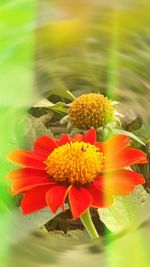 Close-up of red flower
