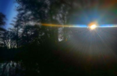 Low angle view of sunlight streaming through trees in forest