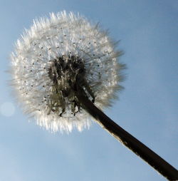 Close-up of thistle against sky