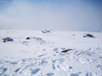 Snow covered landscape