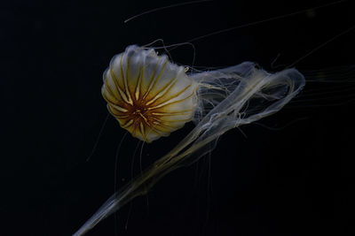 Close-up of yellow flower against black background