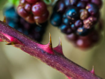 Close-up of water drops on flower