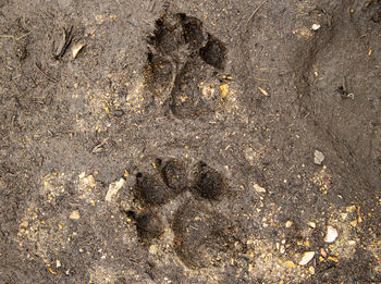 High angle view of footprints on wet sand