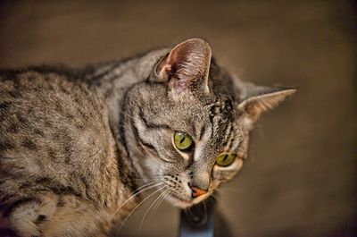 Close-up portrait of a cat looking away