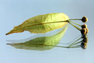 Close-up of leaf against white background