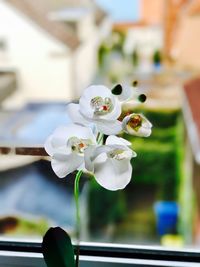 Close-up of white flowers against blurred background