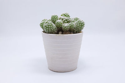 Close-up of potted plant against white background