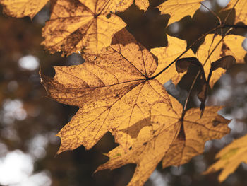 Close-up of dry maple leaves against blurred background