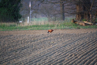 View of an animal on landscape