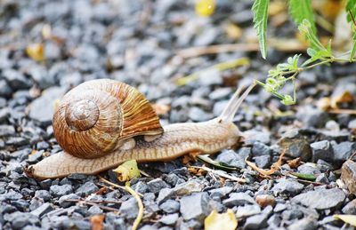 Close-up of snail on ground