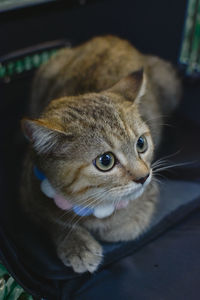 Cute little british short hair in pets bag.