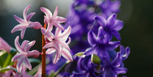 Close-up of purple flowering plants