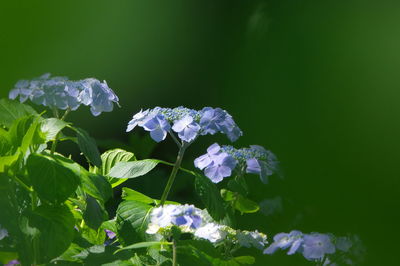 Close-up of purple hydrangea flowers