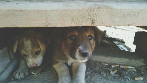 Close-up of dogs below bench