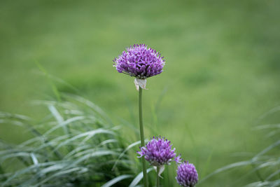 Close-up of purple flowering plant on field