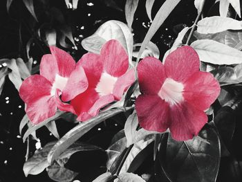 Close-up of wet red flowers blooming outdoors