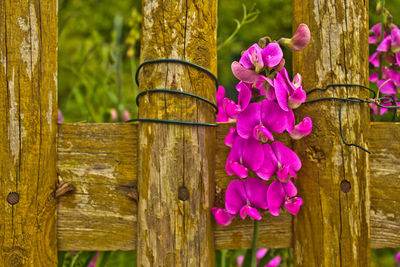 Close-up of flowers on wood