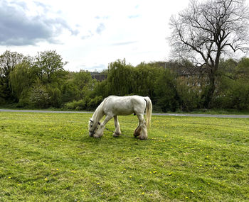 Horse grazing on a field, against trees, and a cloudy sky
